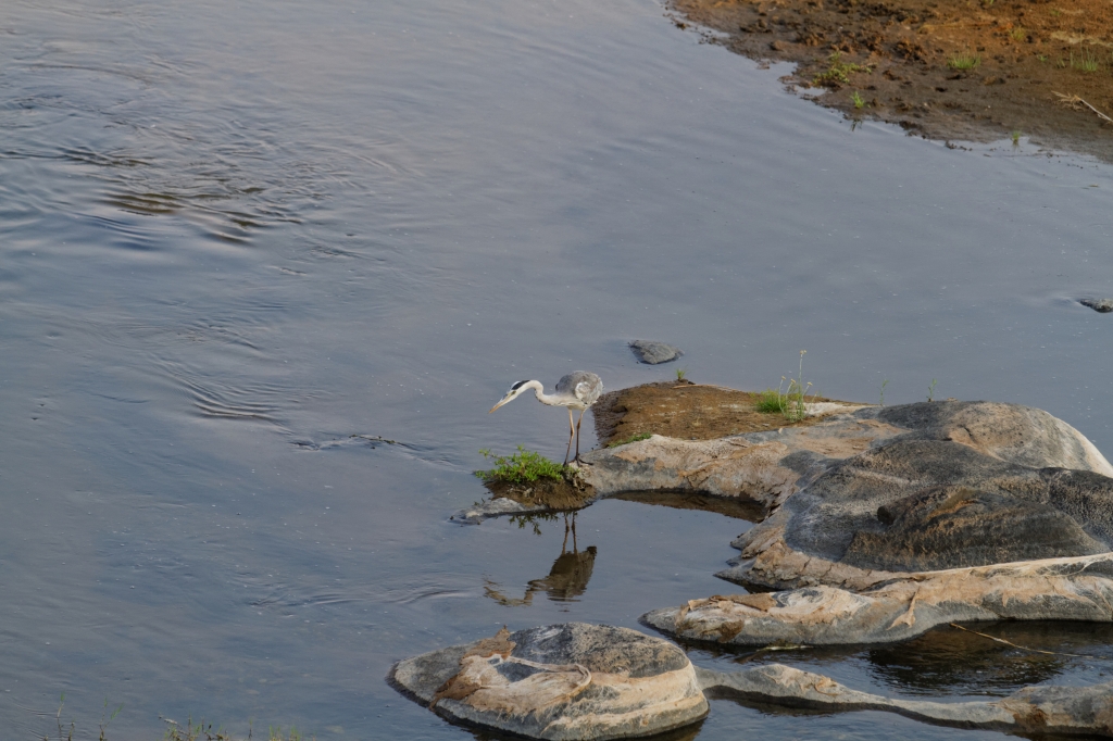 08 - Kruger NP (47).jpg